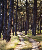 Sentier en forêt